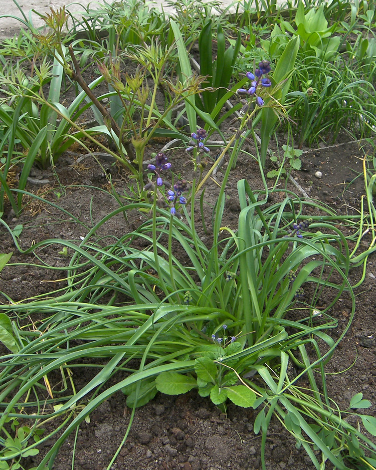 Image of Bellevalia dubia specimen.