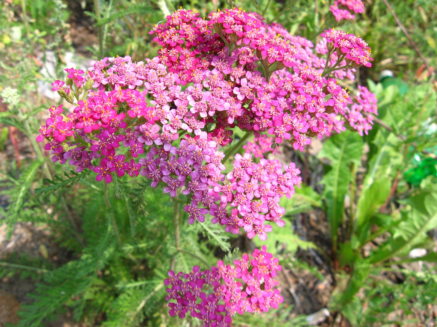 Изображение особи Achillea millefolium.