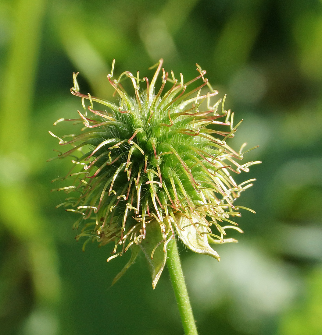 Image of Geum urbanum specimen.