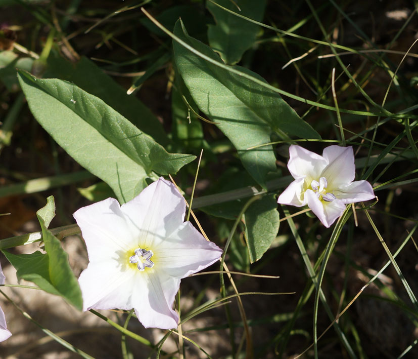 Image of Convolvulus arvensis specimen.