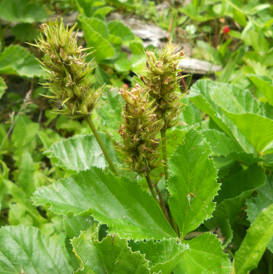 Image of Psoralea acaulis specimen.