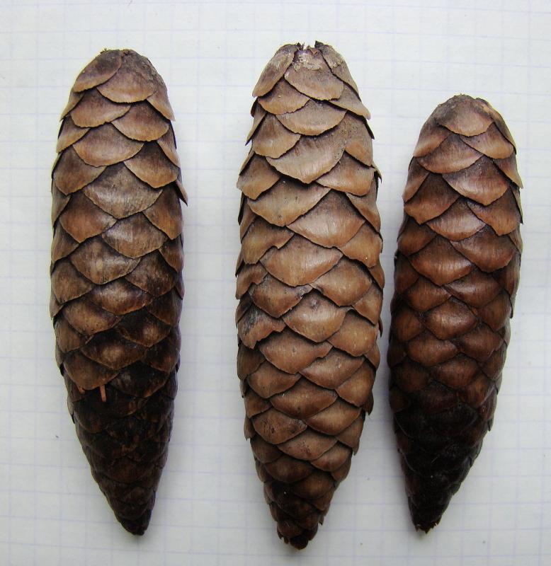 Image of Picea abies specimen.