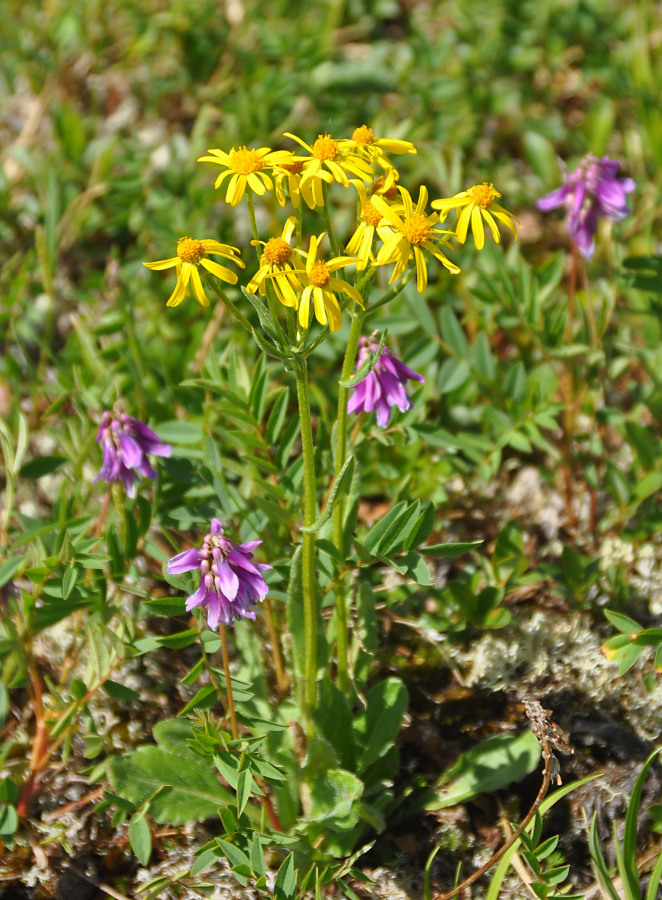 Image of Tephroseris integrifolia specimen.