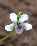 Viola macloskeyi