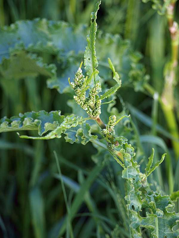 Изображение особи Rumex crispus.