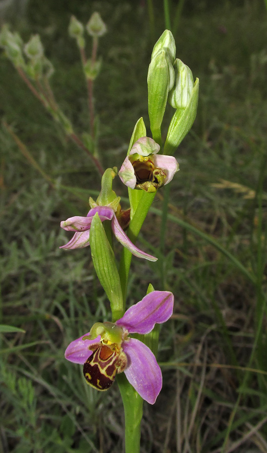 Image of Ophrys apifera specimen.