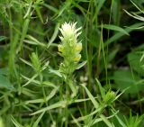 Смотреть изображение Melampyrum argyrocomum