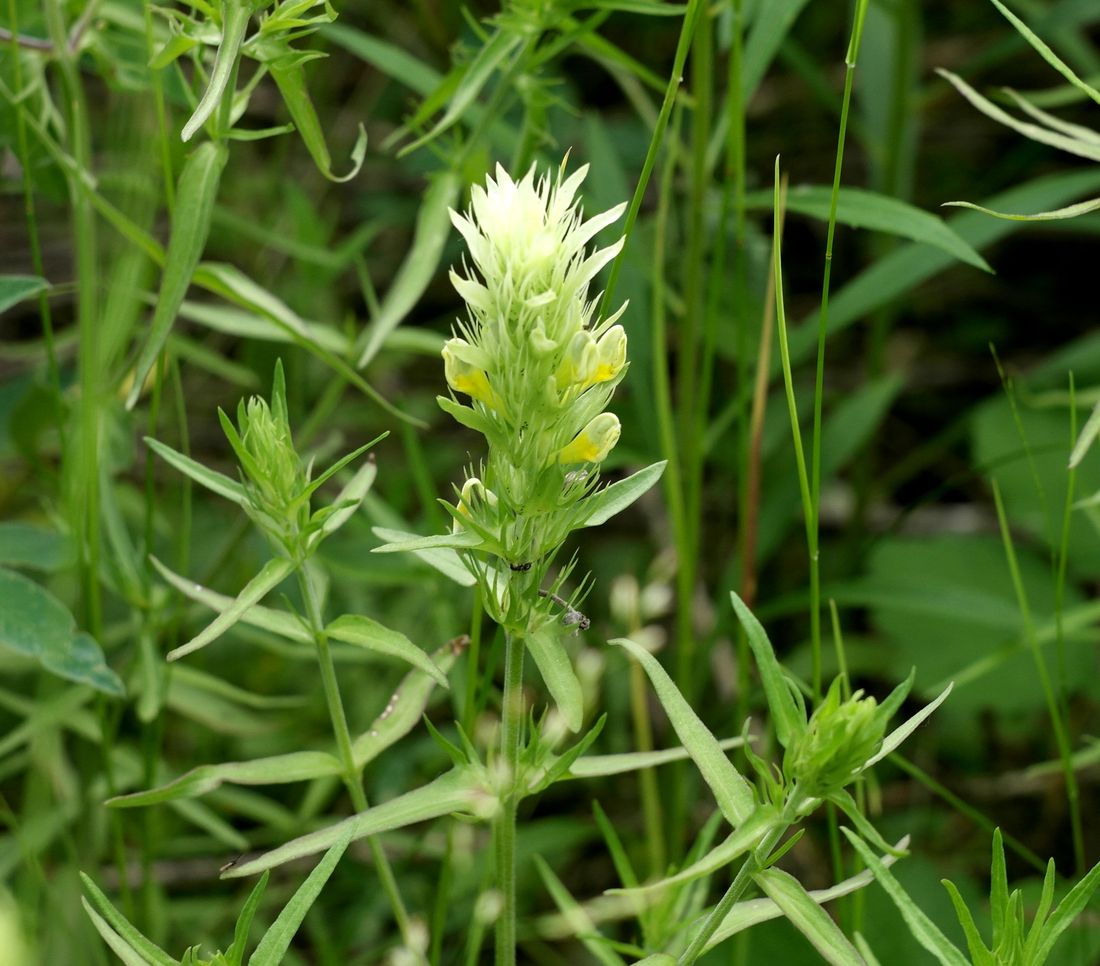 Image of Melampyrum argyrocomum specimen.