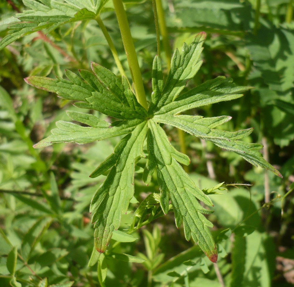 Image of Geranium asiaticum specimen.