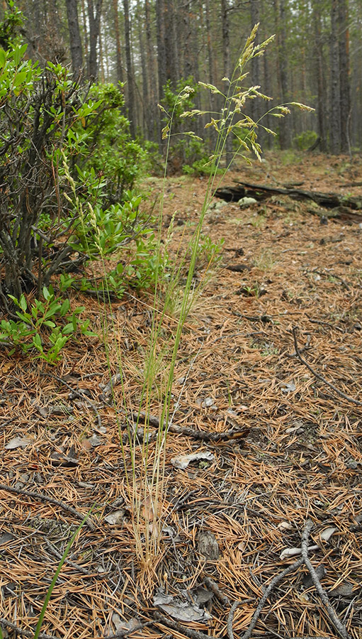 Image of Poa transbaicalica specimen.