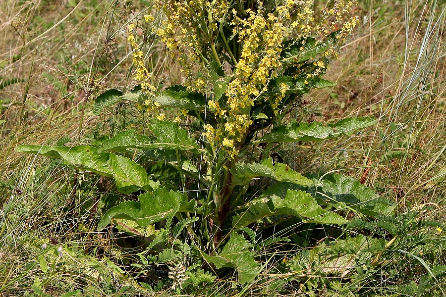 Image of Verbascum lychnitis specimen.