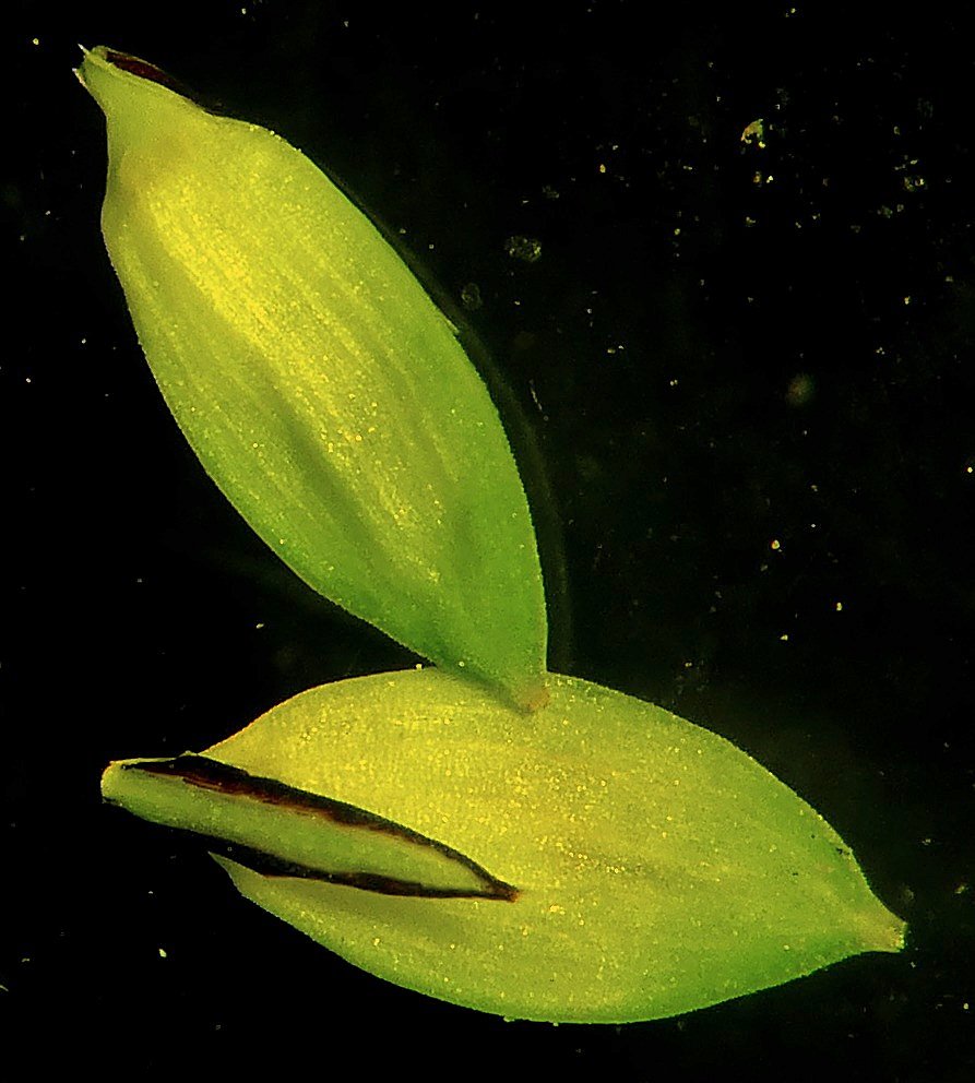 Image of Carex appendiculata specimen.