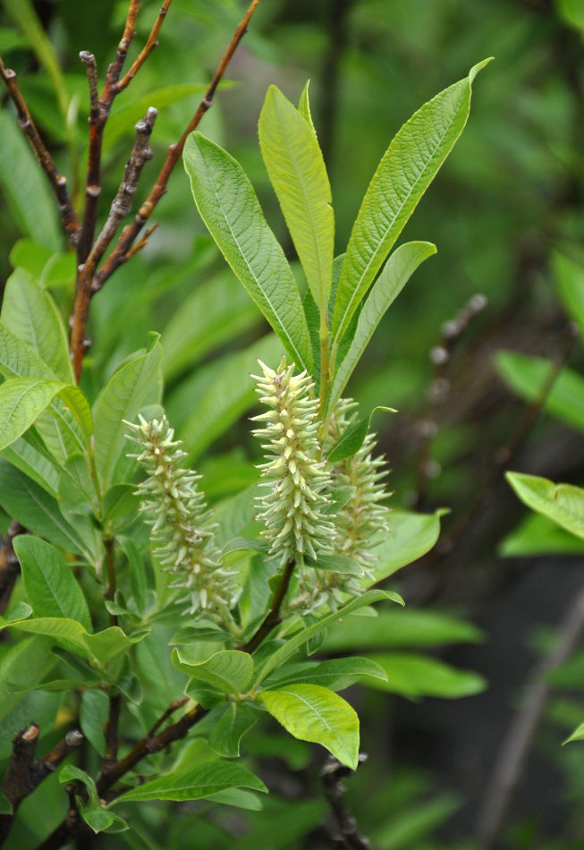 Изображение особи Salix cinerea.