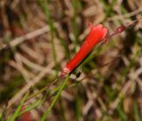 Russelia equisetiformis