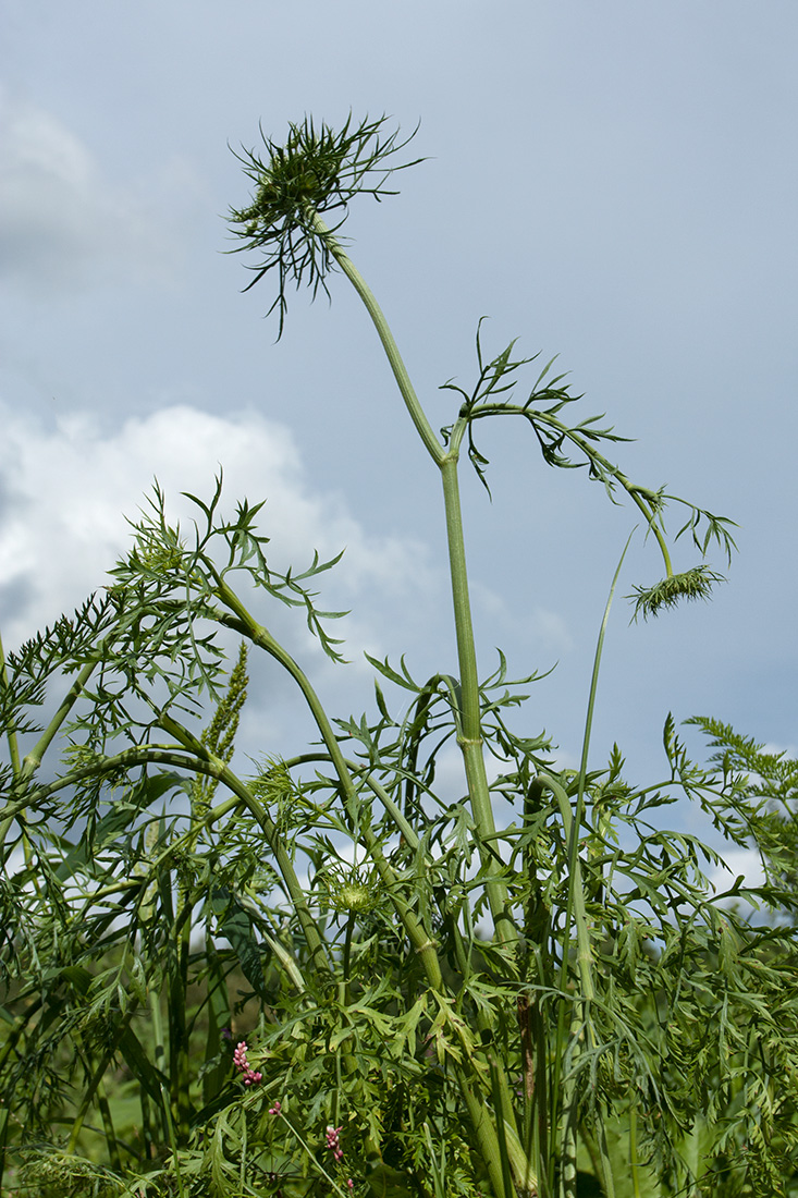 Image of Daucus sativus specimen.