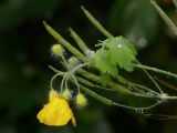 Смотреть изображение Chelidonium majus