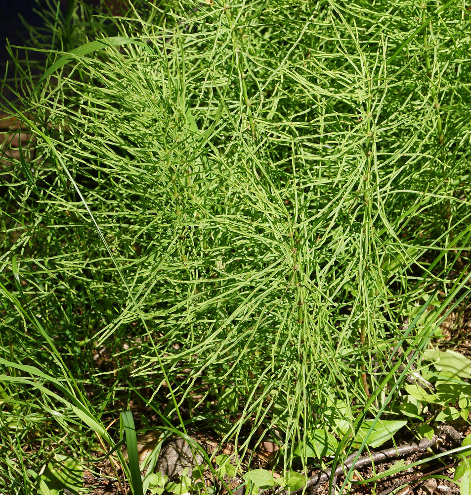 Image of Equisetum arvense specimen.