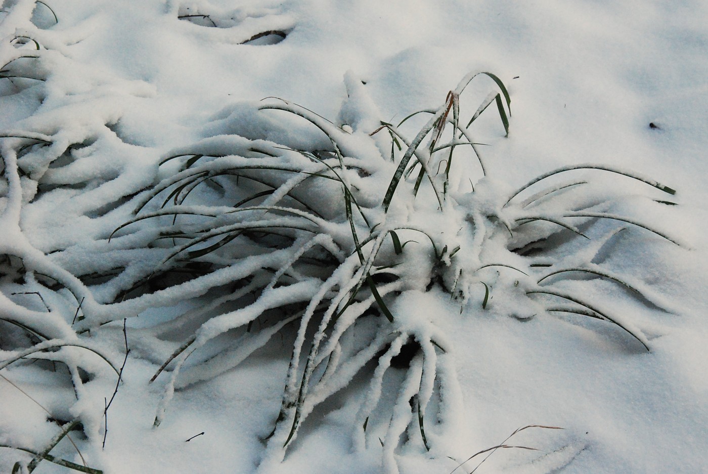 Image of Carex pilosa specimen.