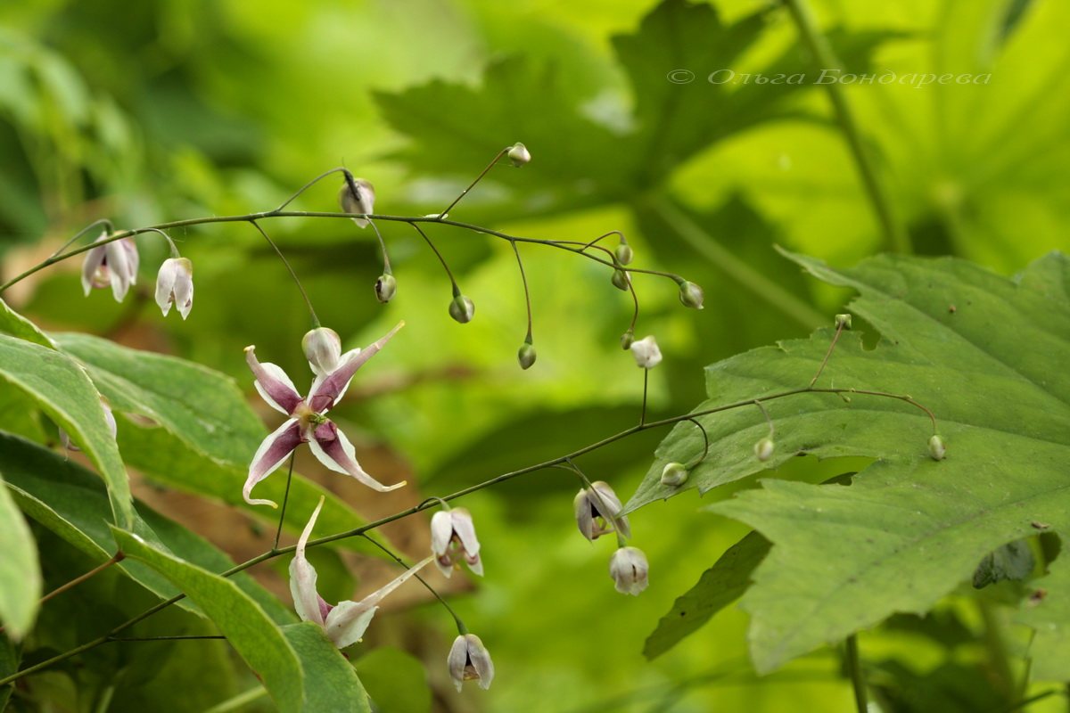 Image of Epimedium acuminatum specimen.