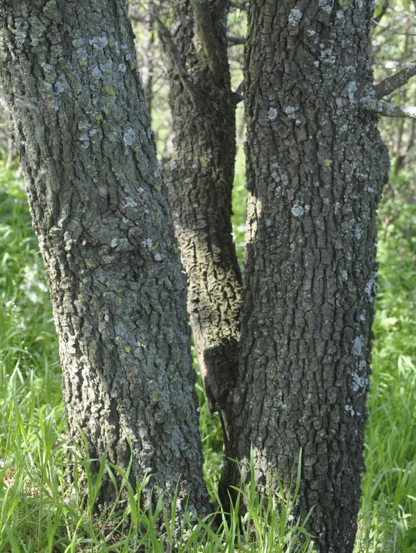 Image of Pyrus amygdaliformis specimen.