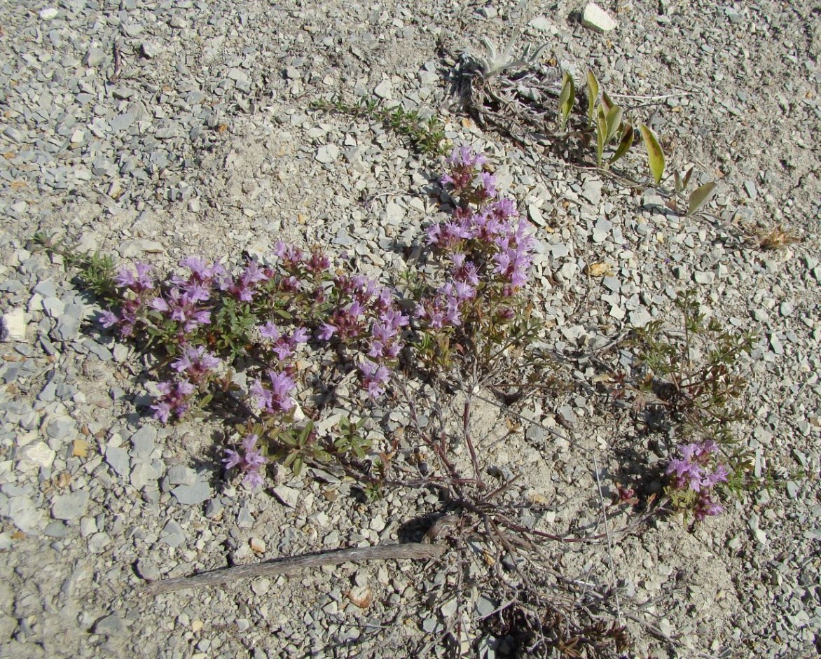 Image of Thymus dubjanskyi specimen.