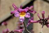 Tabebuia impetiginosa