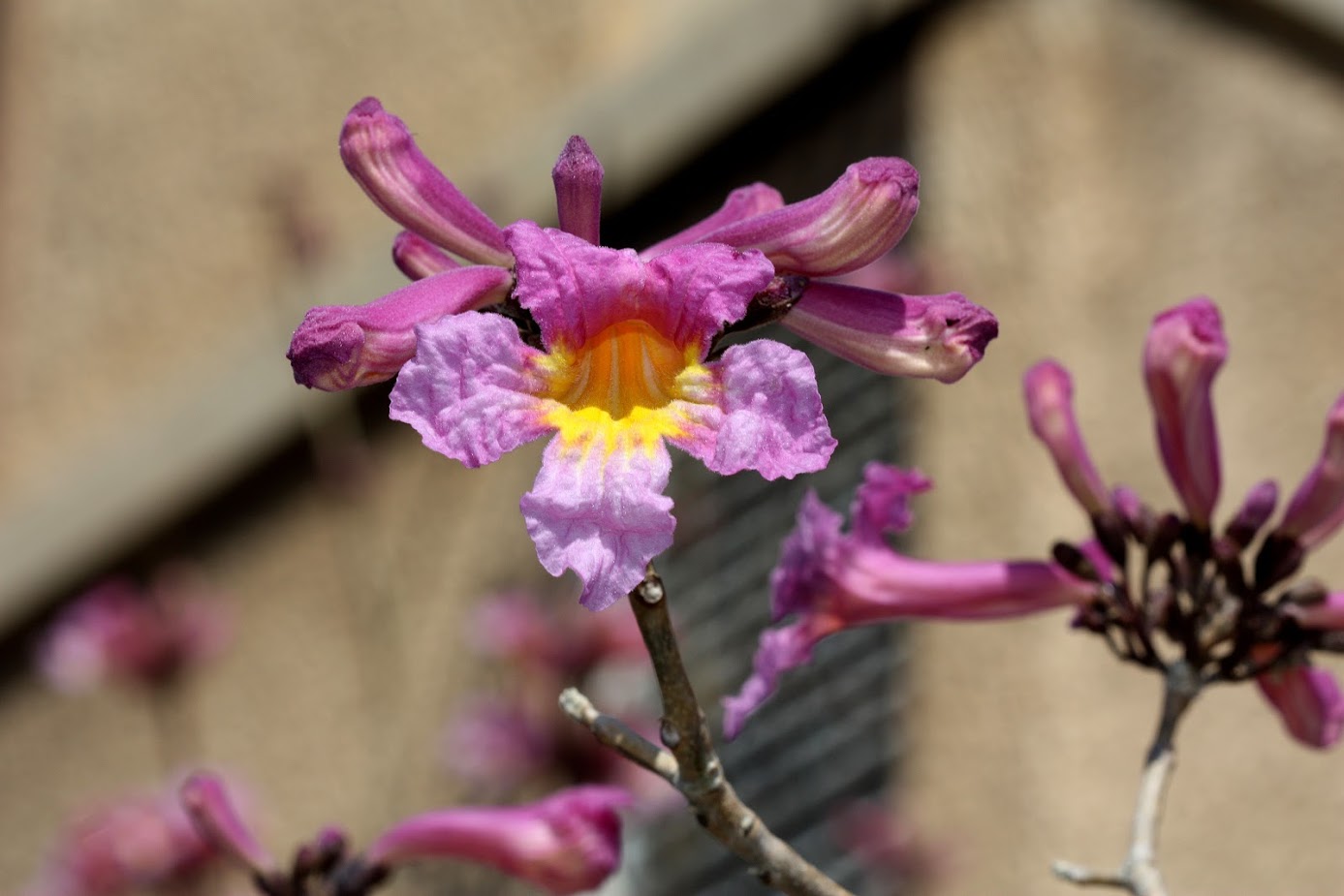 Image of Tabebuia impetiginosa specimen.