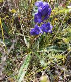 Gentiana decumbens. Цветущее растение. Алтайский край, Солонешенский р-н, луг в нижней части долины р. Ануй. 28.08.2009.