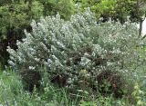 Смотреть изображение Rosmarinus officinalis