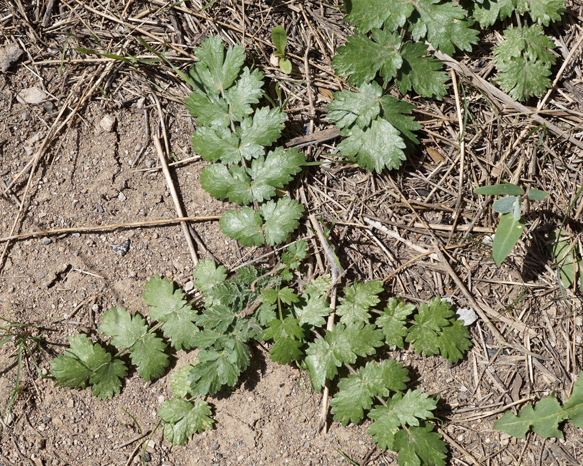 Image of Pimpinella aurea specimen.