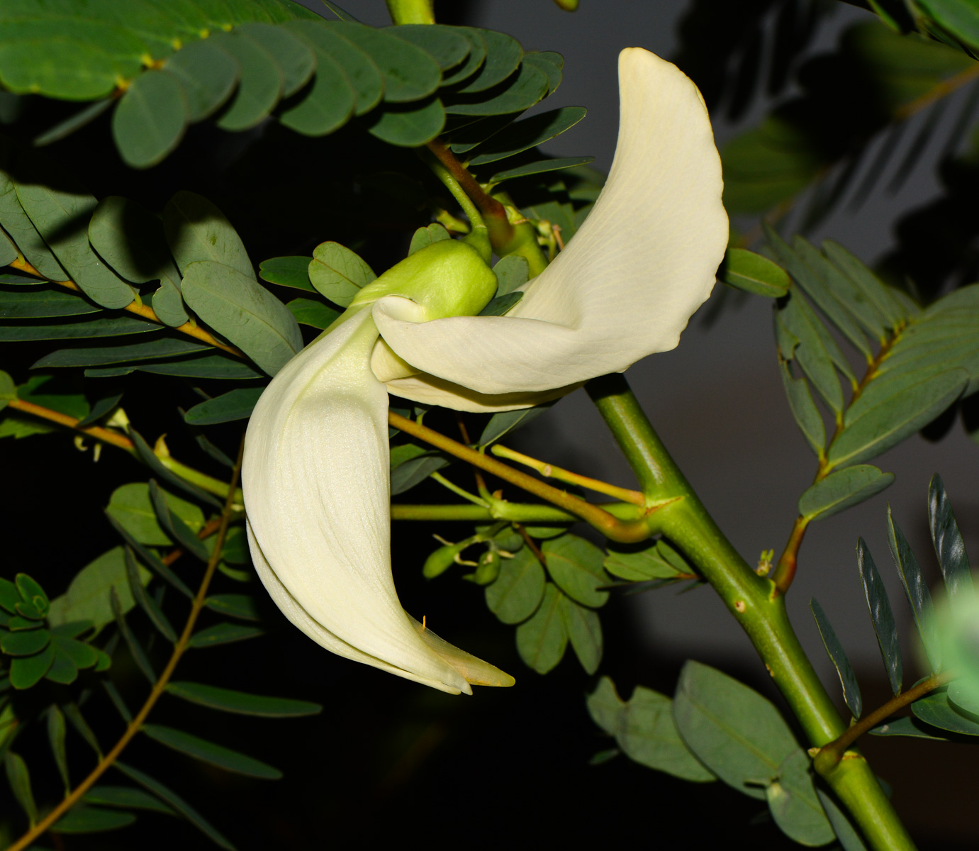 Image of Sesbania grandiflora specimen.