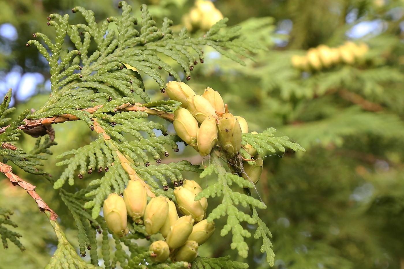 Image of Thuja occidentalis specimen.