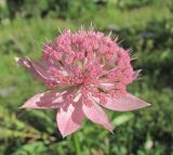 Astrantia maxima