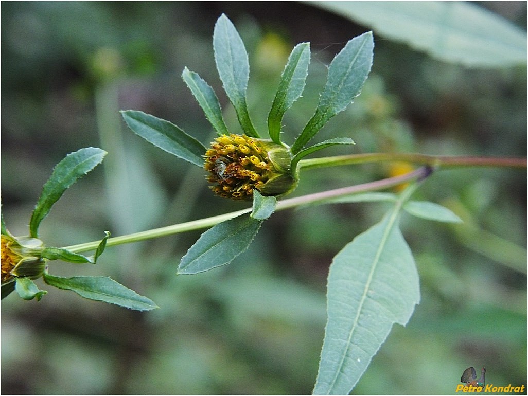 Изображение особи Bidens frondosa.