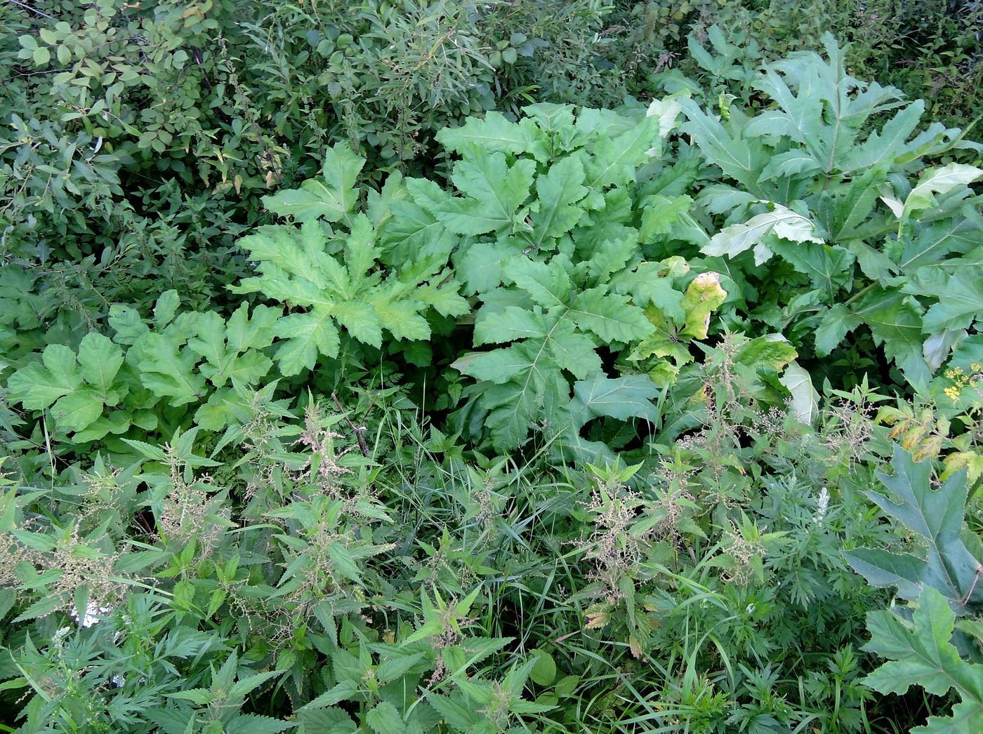 Image of Heracleum sosnowskyi specimen.