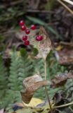 Maianthemum bifolium. Верхушка засыхающего растения с соплодием. Свердловская обл., окр. г. Заречный, урочище Черемшанское болото, на почве в сыром смешанном лесу. 23.09.2017.