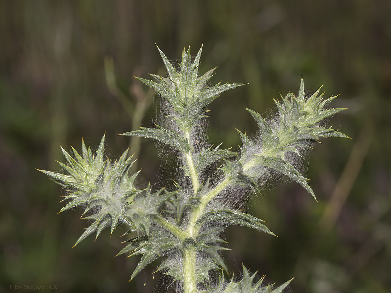 Изображение особи Carthamus lanatus.