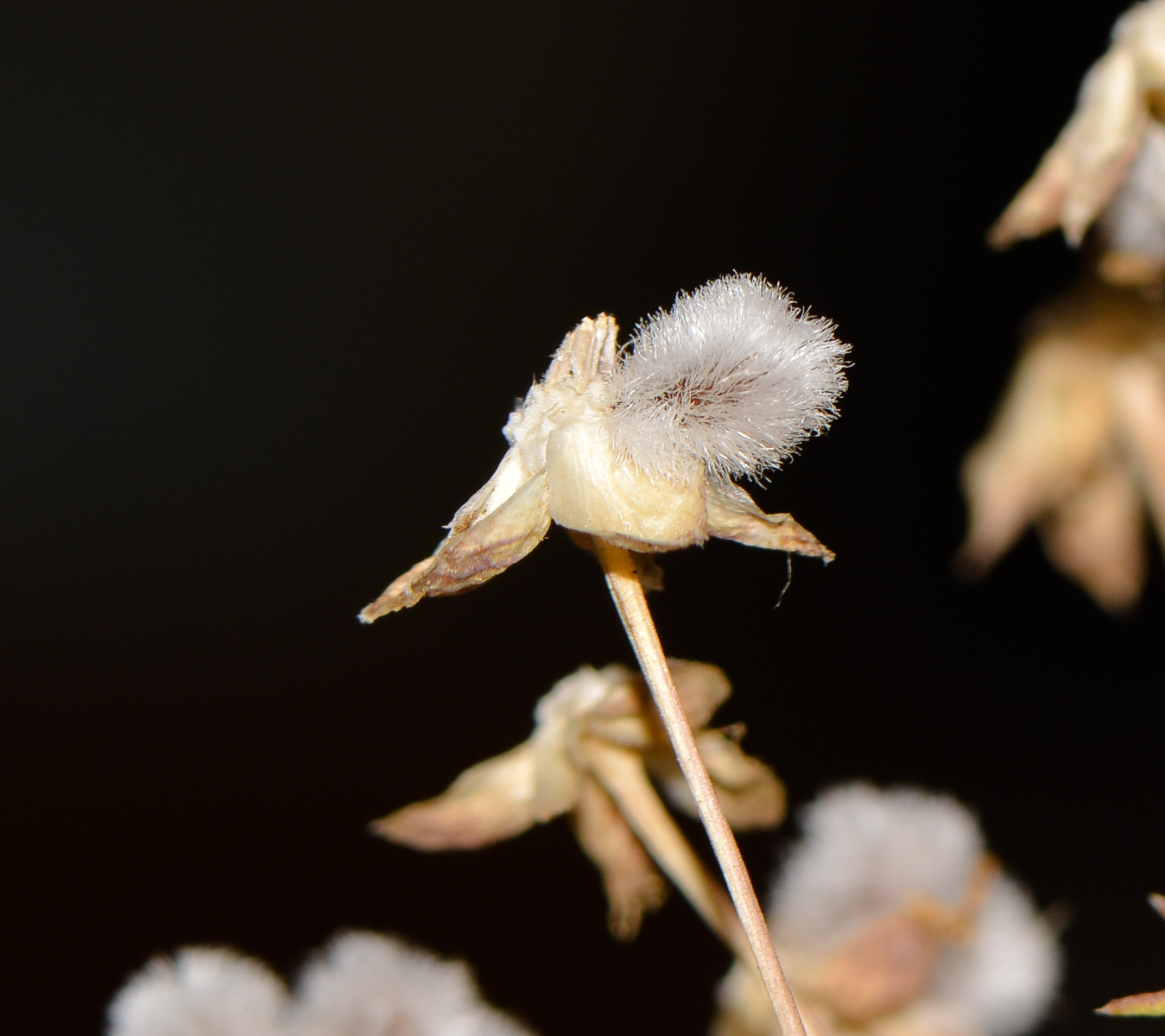 Image of Euryops multifidus specimen.