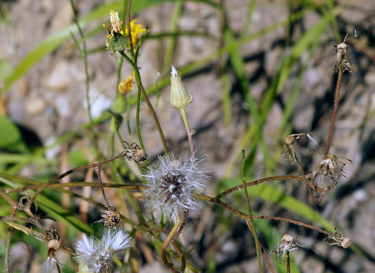 Image of Crepis tectorum specimen.