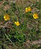 Ranunculus propinquus