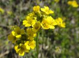 Draba sibirica