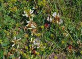 Trifolium polyphyllum