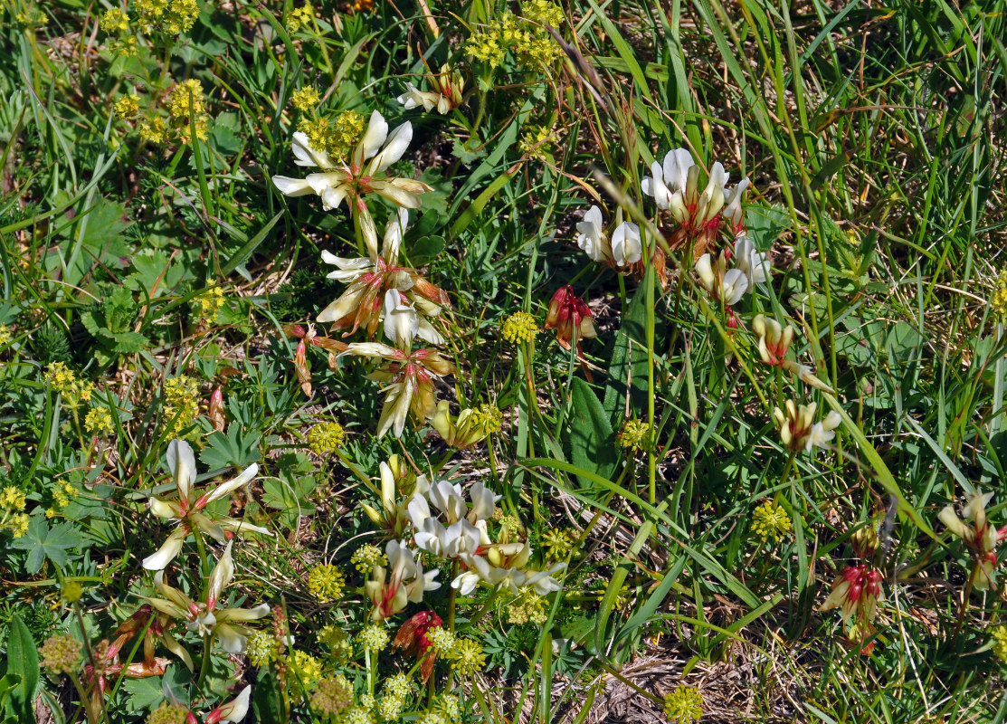 Изображение особи Trifolium polyphyllum.