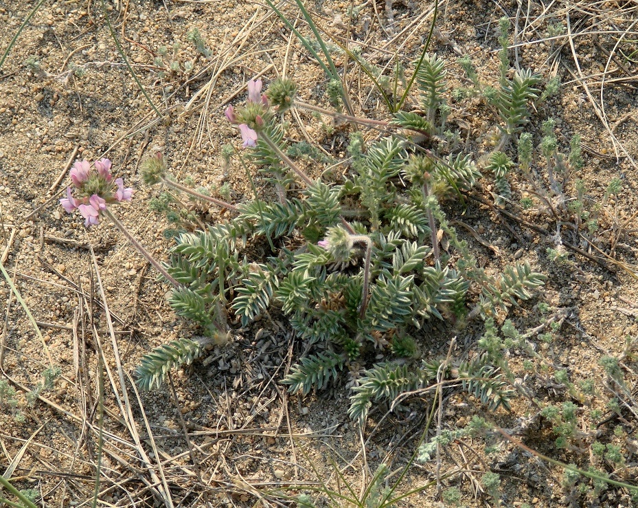 Image of Oxytropis turczaninovii specimen.