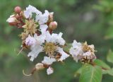 Lagerstroemia indica