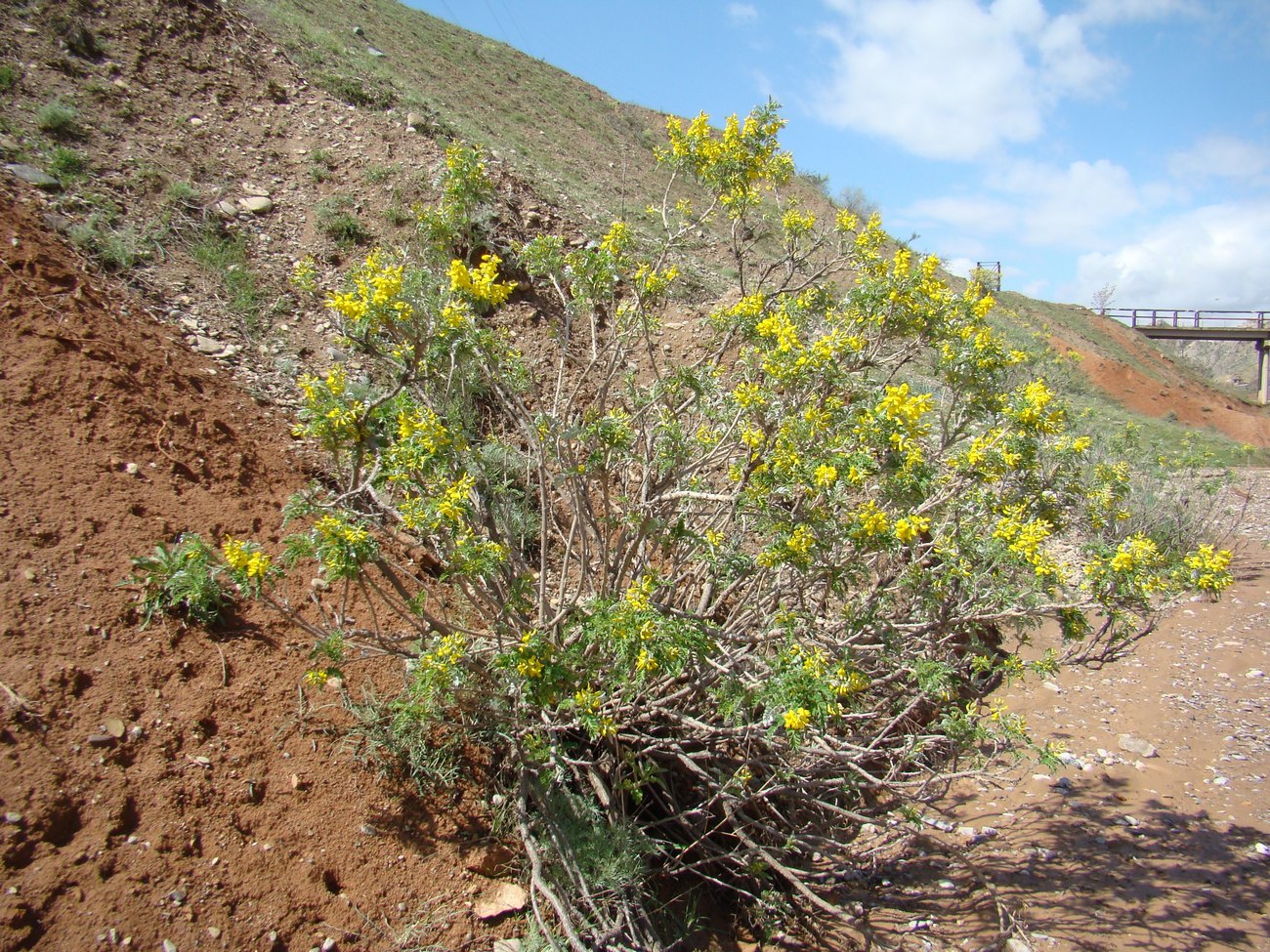 Image of Keyserlingia griffithii specimen.