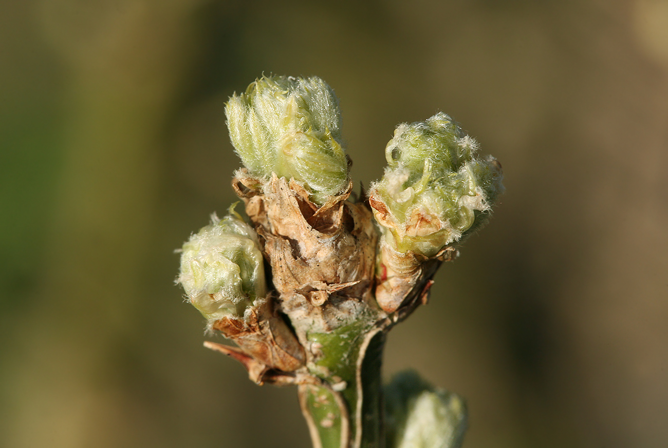 Image of Caragana arborescens specimen.