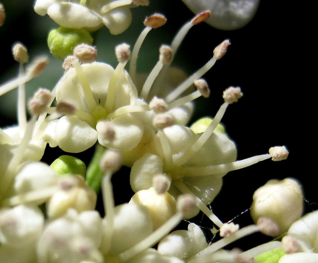 Image of Viburnum opulus specimen.