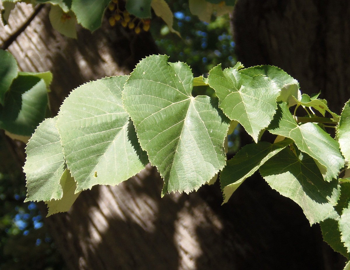 Image of genus Tilia specimen.