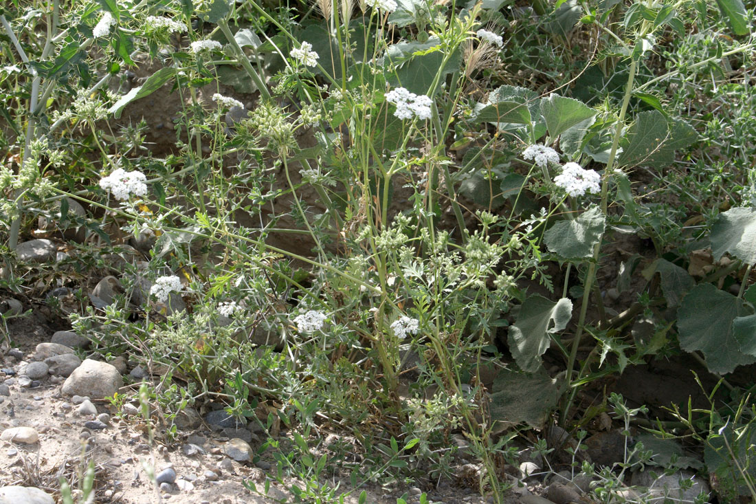 Image of Eremodaucus lehmannii specimen.